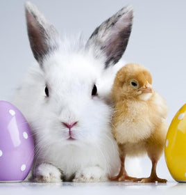 Easter Bunny Theme Photo Set
